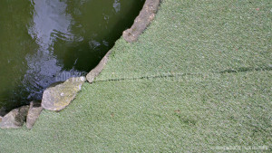 Faded Artificial Grass (Cheap Artificial Grass from China)